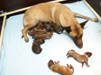 aika_met_pups