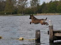 aiko_dockdiving_oefenen_2