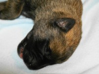 beval_02_650
