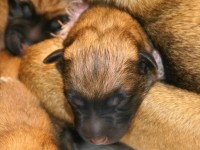 beval_07_650