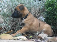 bliska_pup_3