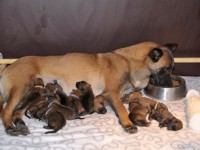 bliska_pups00_650