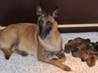 bliska_pups01_650