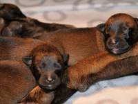bliska_pups05_650
