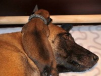 bliska_pups06_650