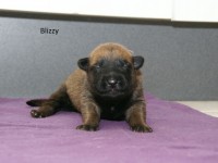 blizzy01_650