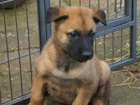 senna_pup_02_650