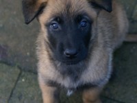 senna_pup_03_650