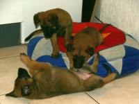 senna_pup_05_650